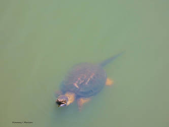 Snapping Turtle Swimming