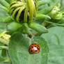 Ladybeetle and Black Eyed Susan