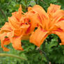 Pair of Orange Daylilies