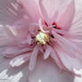 Rose of Sharon  