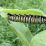 Monarch Butterfly Caterpillar