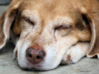 Beagle Slumbers