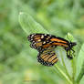 Monarch Butterfly Enjoying Milkweed