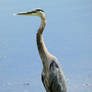 Heron at the Pond