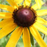 Sunshine on a Black Eyed Susan