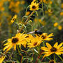 Swamp Sunflowers and Bumblee