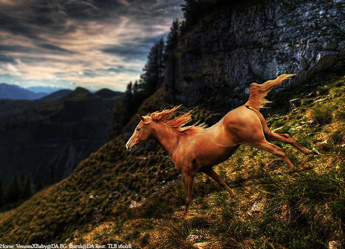 Chestnut on the Mountain