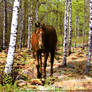 Bay in the Birch