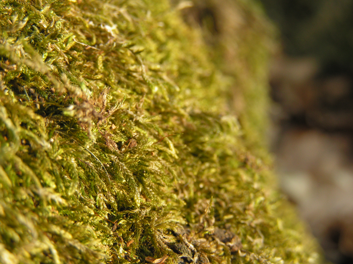 Moss