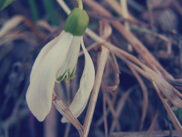 Snowdrop