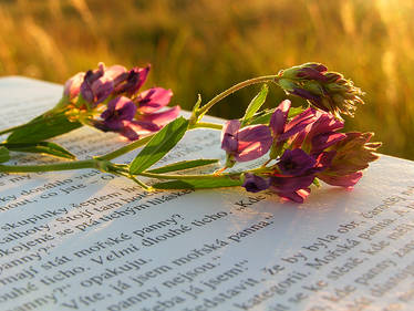 Autumn with a book