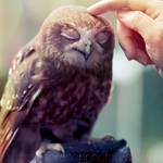 owlove by Julietsound