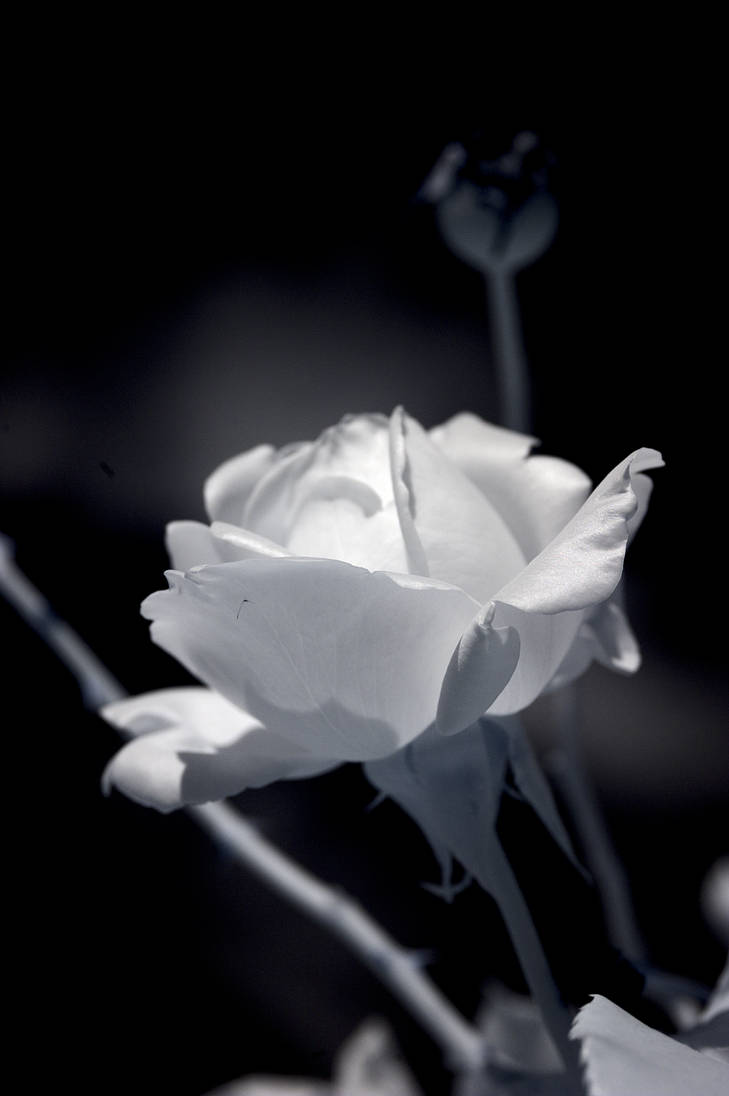 Infrared Rose by bmh1 on DeviantArt