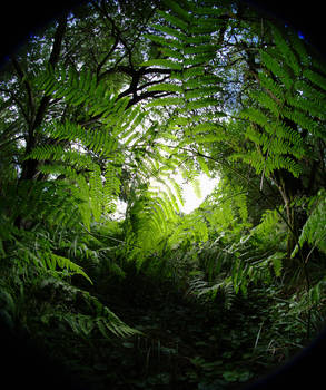 Ferns at Ashridge 2