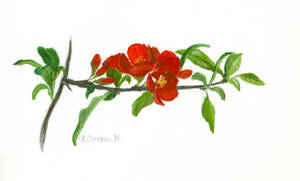 Red Quince tree flowers
