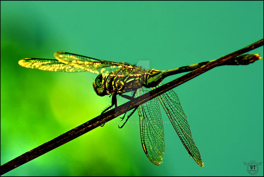 MORNING DRAGONFLY