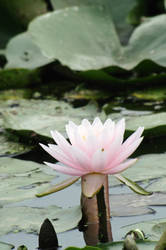 Pink Water Lily 1