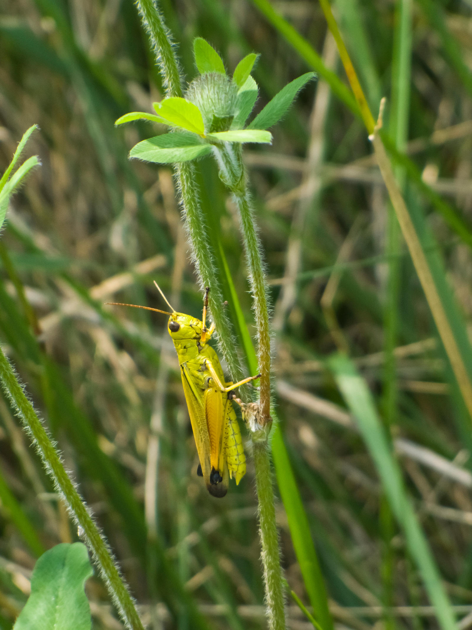 Grasshopper 1