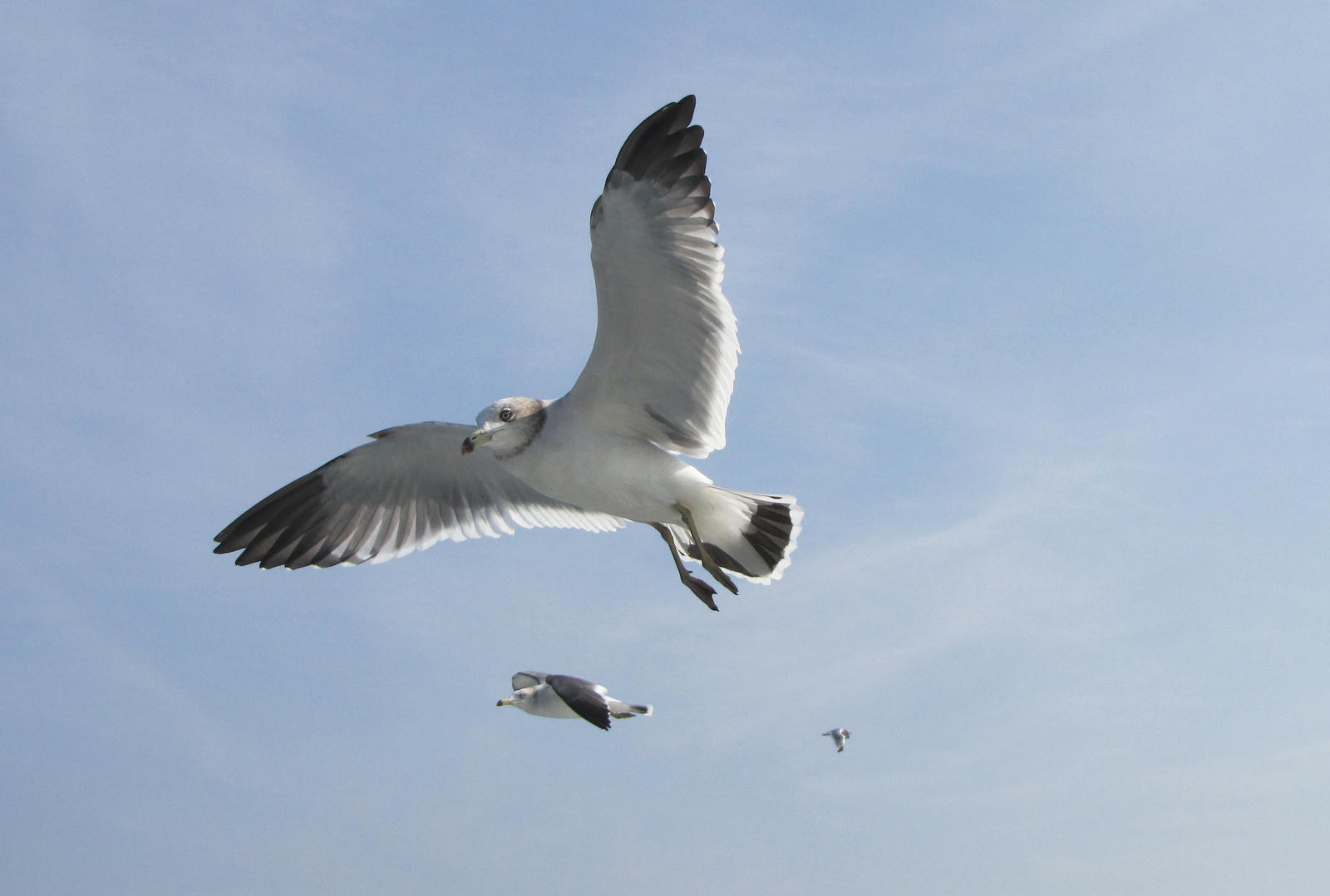 Flying Seagull 5