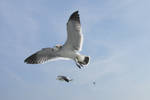 Flying Seagull 5 by Scorpini-Stock