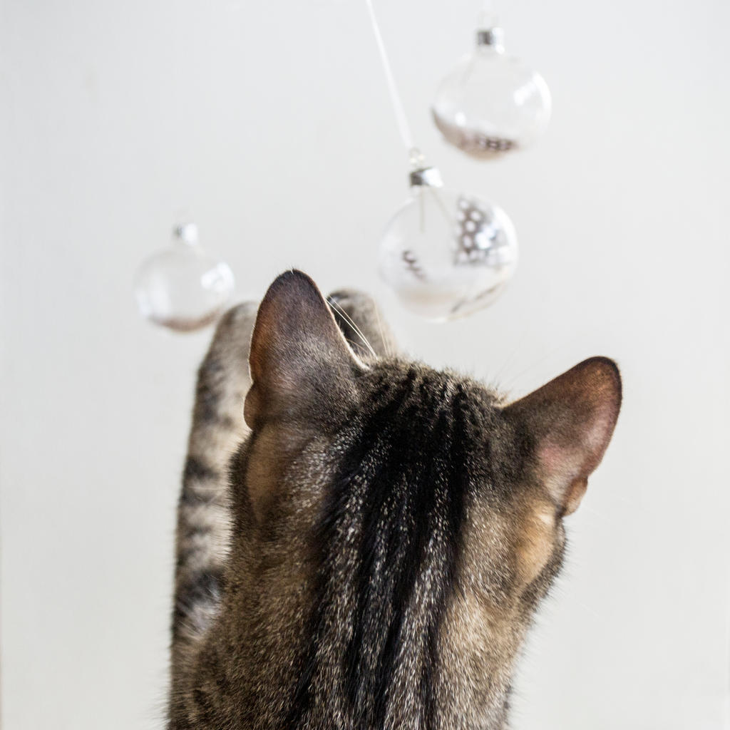 my cat and christmas ornaments - 1