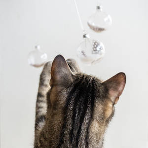 my cat and christmas ornaments - 1