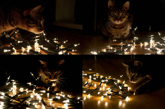 my cat and christmas ornaments - 3