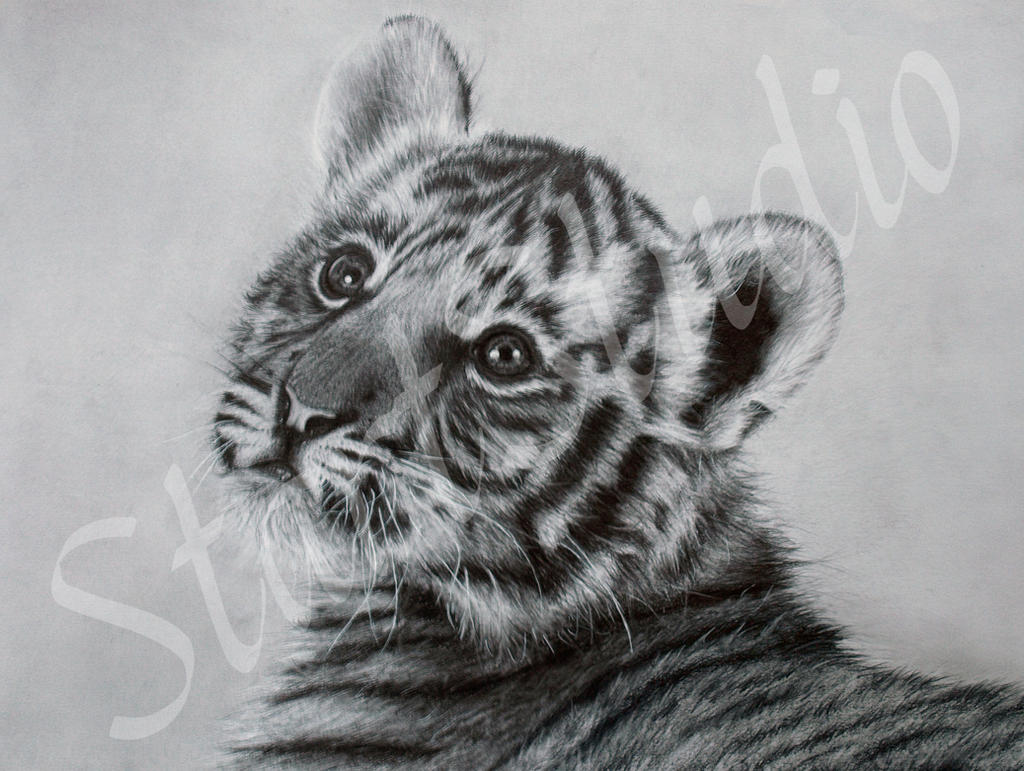 Tiger cub drawing by JamiePickering on DeviantArt