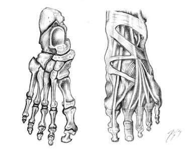 Foot Anatomy