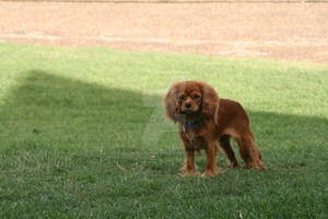 Ridiculously Photogenic Dog