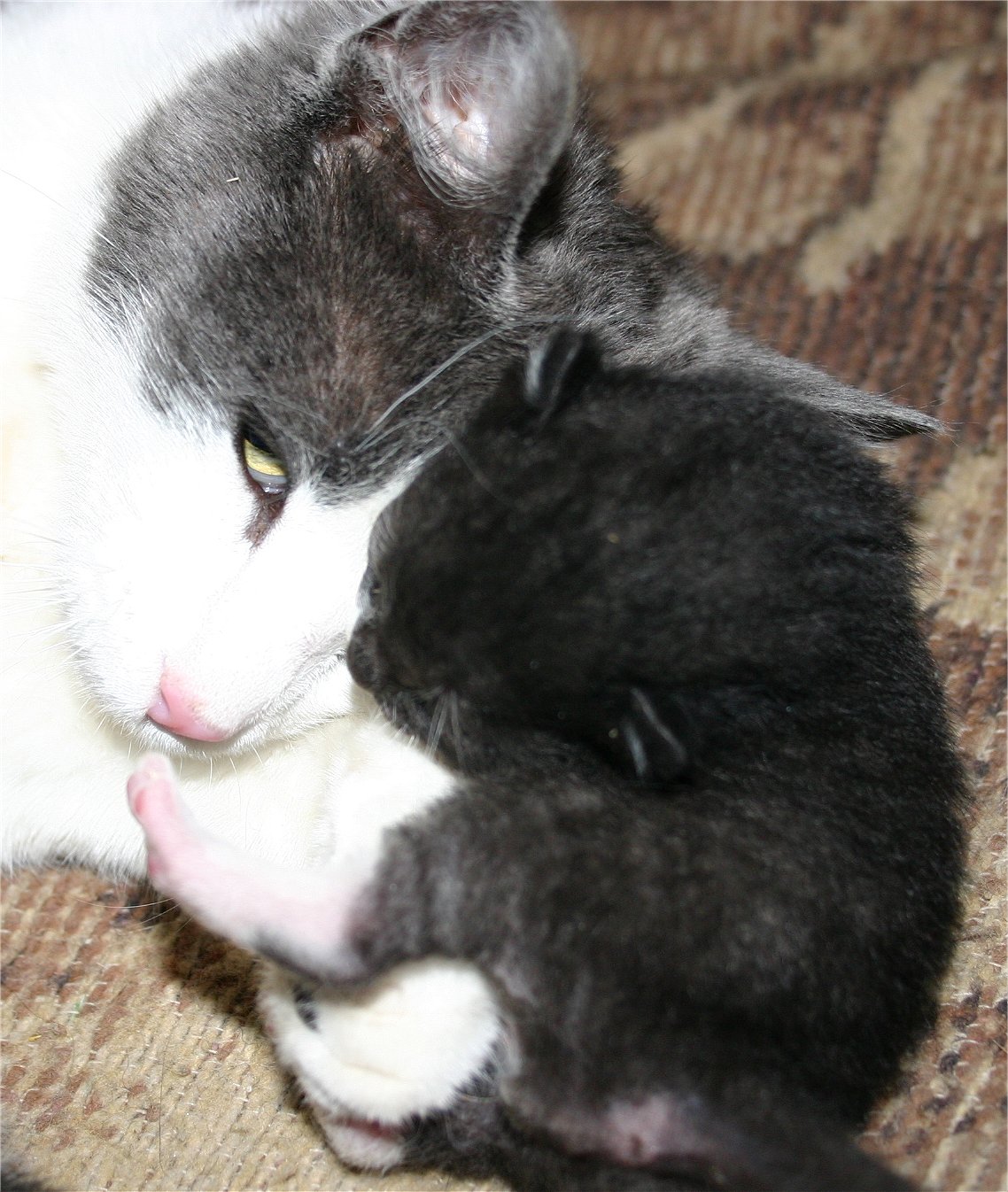 Mother and Kitten