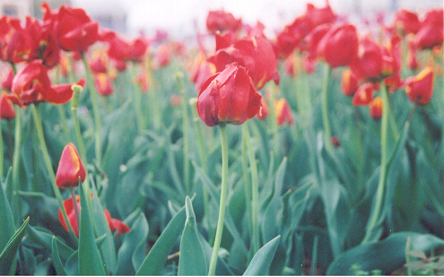 Red Tulips