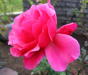 Pink Rose 1