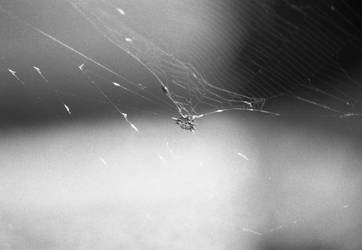 Spider web