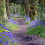 Bluebells