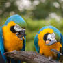 Parrots