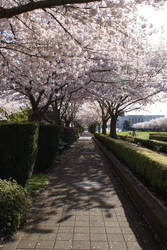 Cherry Tree Hall at State Park