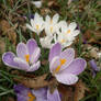 Crocus flowers