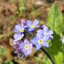 Blue Forget-Me-Nots