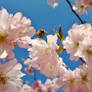 Bee Flying to Cherry Blossom
