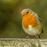 Robin