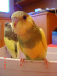 Baby Parakeet 2