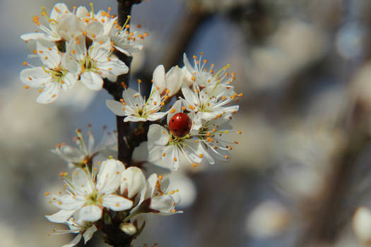 Ladybug