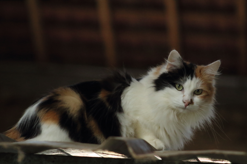 Chat Tricolore Poil Long 2 By Amanda As On Deviantart Chat Tricolore Poil Long 2 By Amanda As On Deviantart