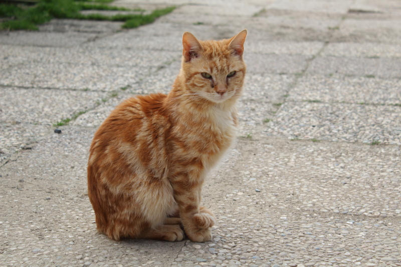 Chat Roux 5 By Amanda As On Deviantart Chat Roux 5 By Amanda As On Deviantart