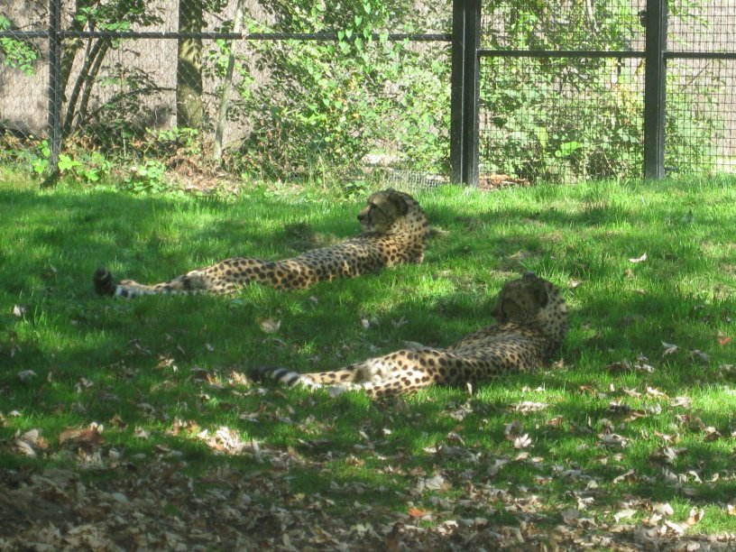 Cheetahs