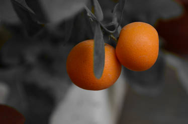 Little Oranges