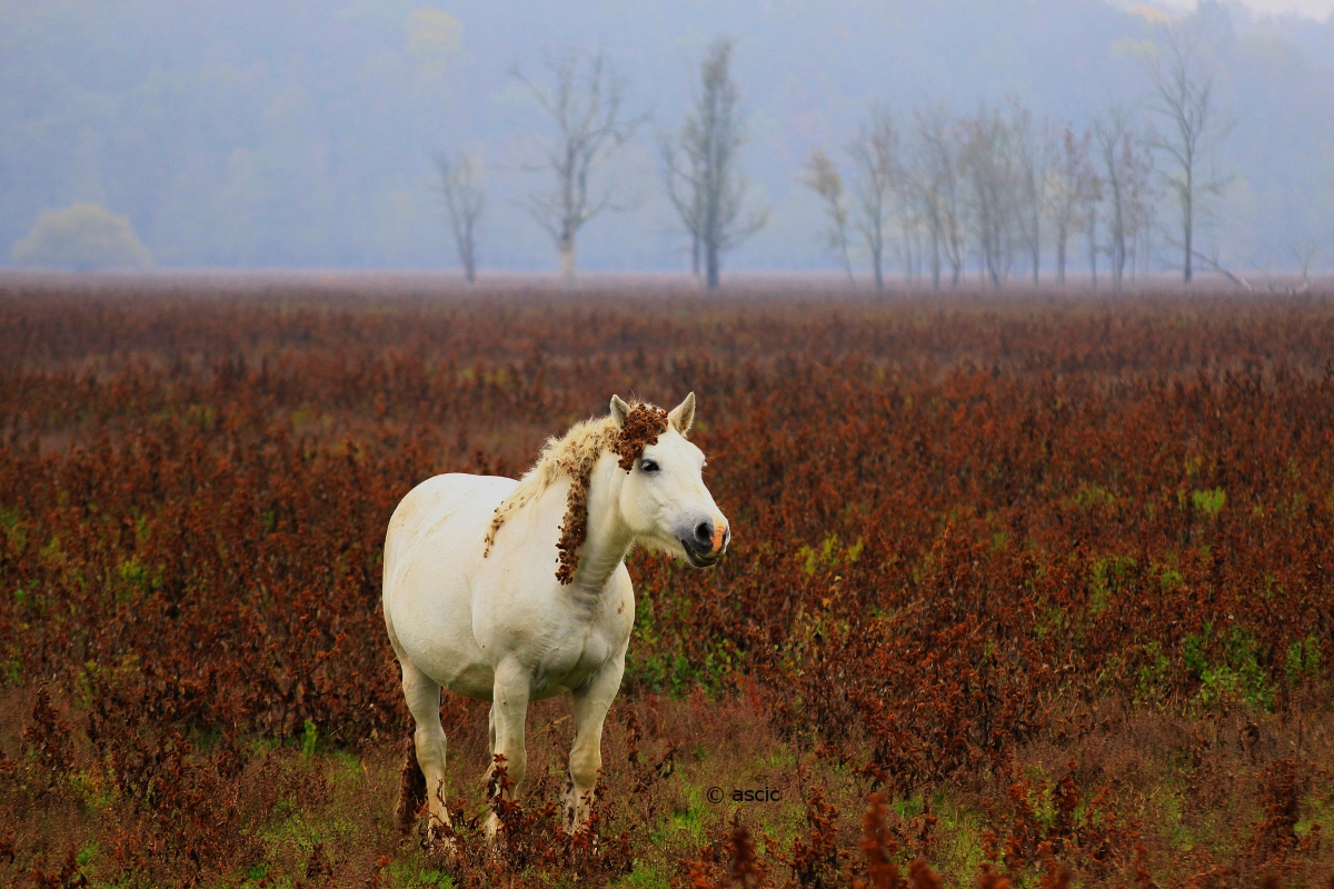 White queen