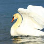 Mute swan