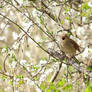 Common nightingale